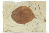 Fossil Leaf (Beringiaphyllum) - Montana #226167-1
